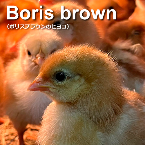 ボリスブラウン